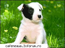oamenii sunt mai rai decat animalele si unii nu merita sa pentru animale!! le apar mult mai