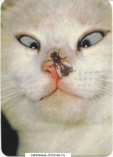 Poze Hazlii - eu o sa pun poze hazlii cu matze..sper ca va plac - Funny si CHAT