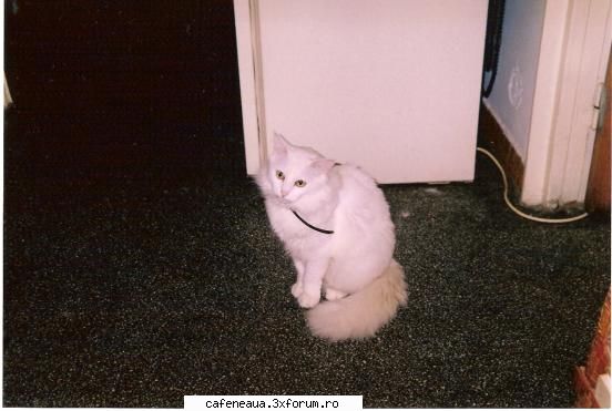 Poze Hazlii - asta alba e pimpi - Funny si CHAT