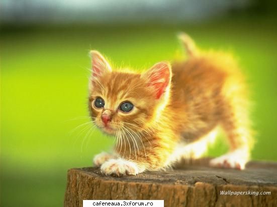 poze cu animalutze - ce ziceti de asta??? e o scumpa, nu-i asa?? - Simpatie.ro
