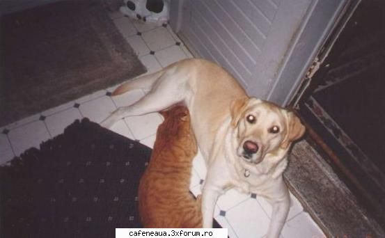 hmm.. poze cu animalutze